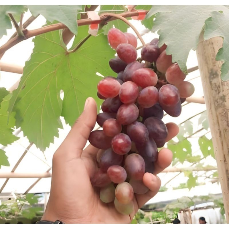 Bibit Anggur Jupiter Premium Benih Buah Anggur Jupiter Bibit Tanaman Anggur Hijau Merah Import Berku