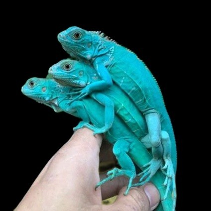 Blue Columb iguana Baby Iggy panjangnya ±35cm | HPB