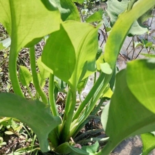 bibit sayuran bibit genjer