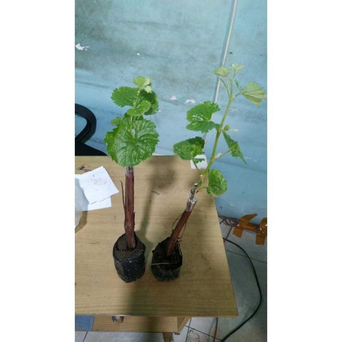 Ready Bibit Anggur Jupiter Manis Import Sudah Berbunga 25.25