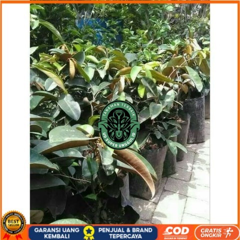 Bibit Buah Kenitu Ungu/ Sawo Durian Okulasi Super
