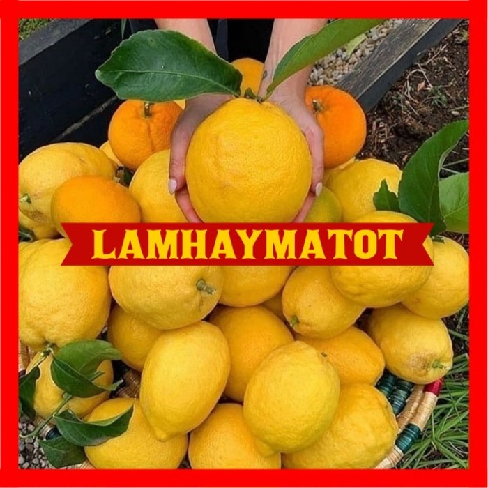 Bibit jeruk lemon california berbuah