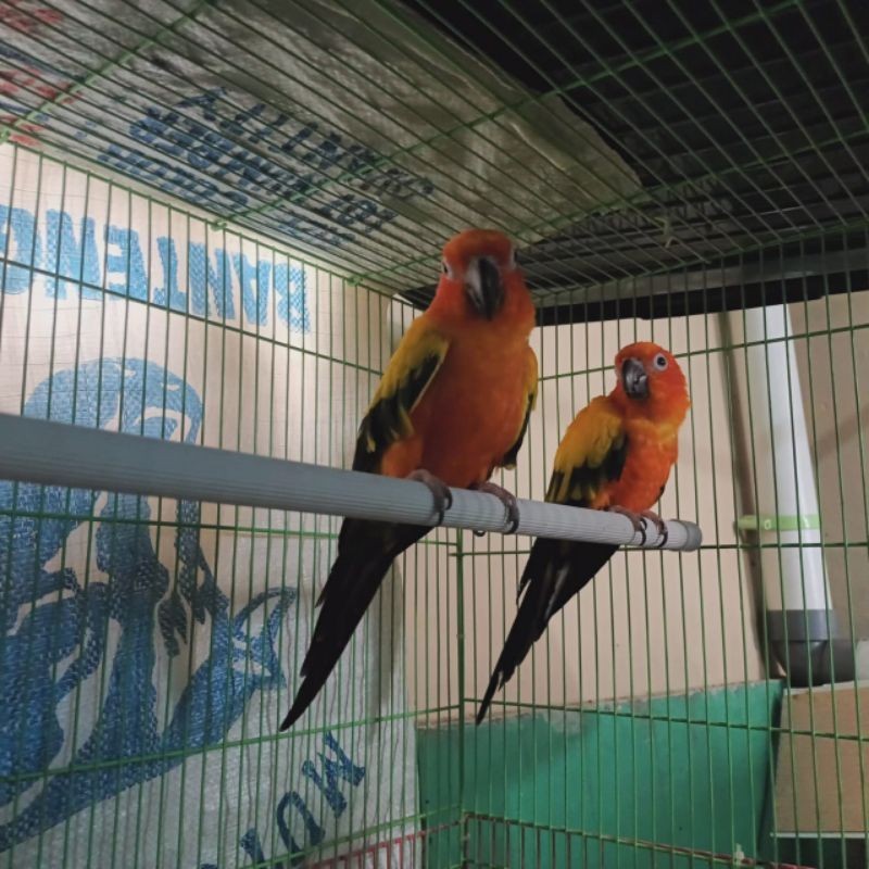 Burung sunconure sepasang fullset kandang 2 susun