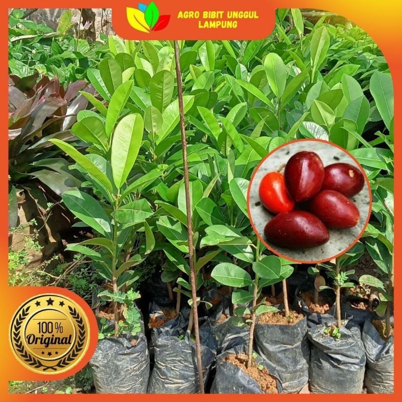 Bibit Sawo Kecik Asli Okulasi Tanaman Okulasi Cepat Berbuah