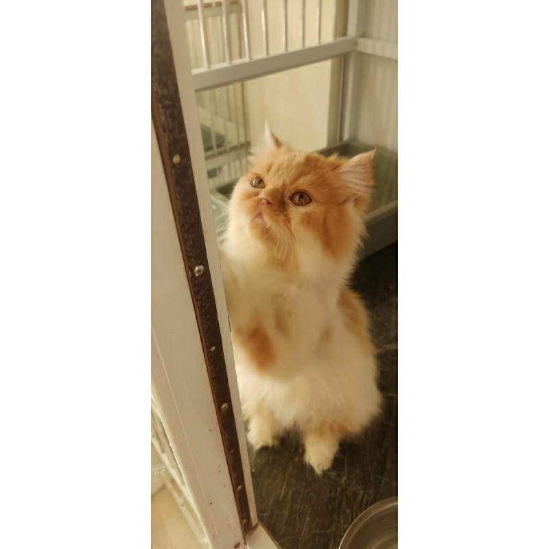 Kucing Flatnose Betina