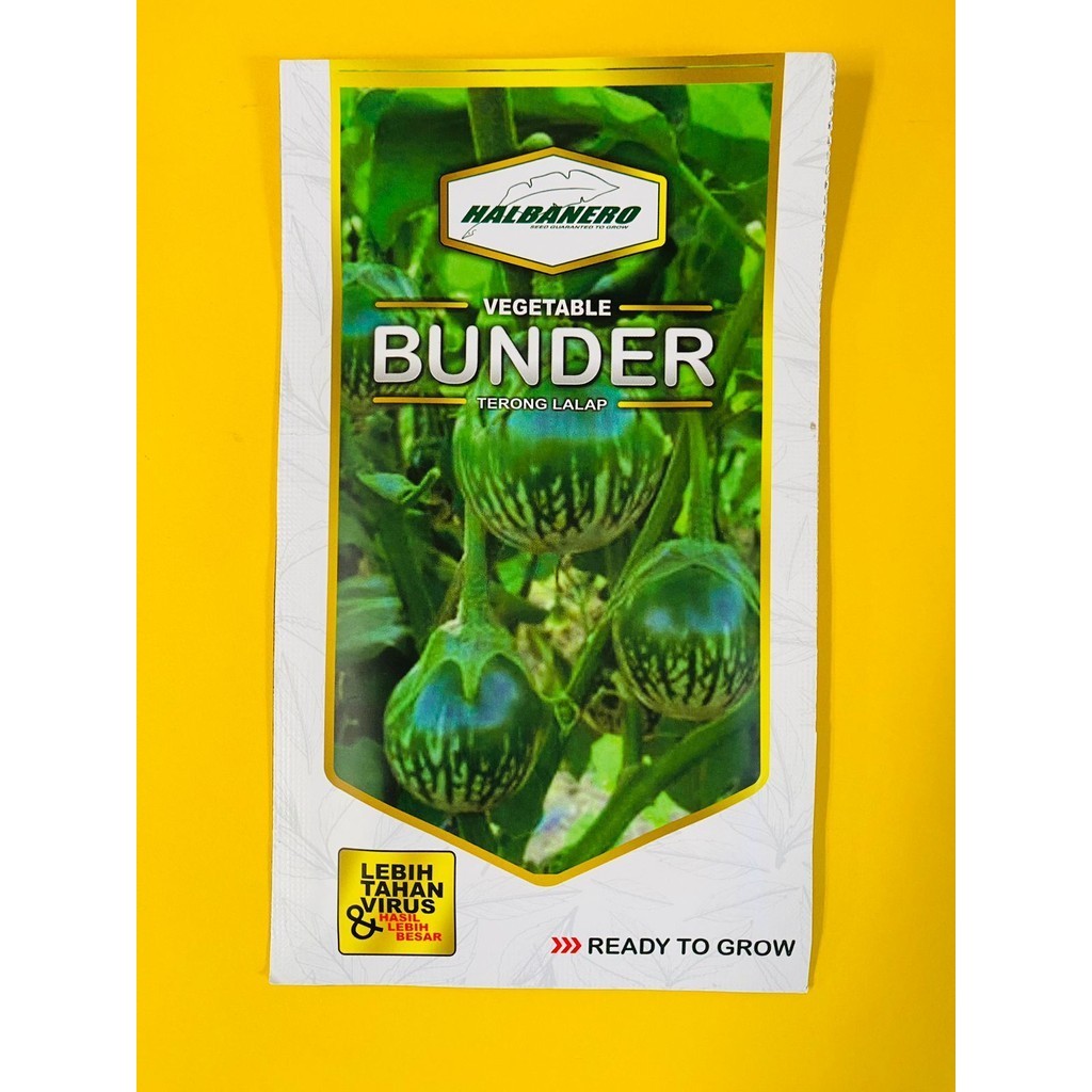 Terlaris Benih terong lalap BUNDER isi 10gr dari HALBANERO