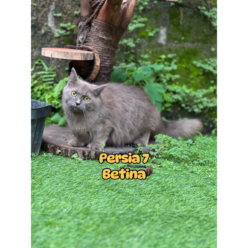 Kucing Persia Himalaya Ragdoll Peaknose British shorthair Mainecoon sphinx bengal