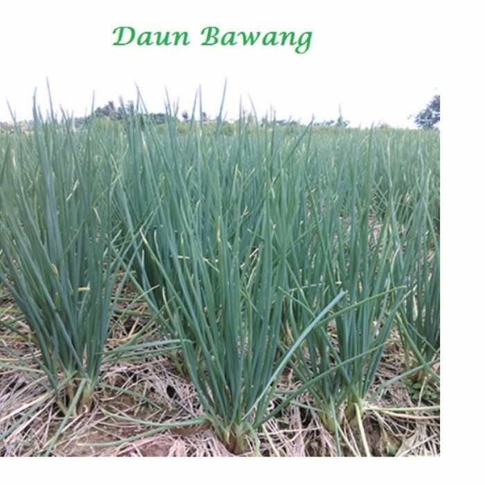 Bibit Sayur Daun Bawang Prei - Daun Bawang