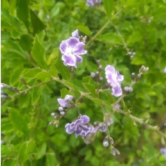 Tanaman Bunga dan Buah Duranta Erecta ungu sinyo nakal