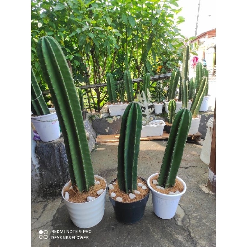 Tanaman Kaktus Koboi Ukuran 1meter / Tanaman Kaktus hidup / bunga hias Kaktus Belimbing / Bunga Kakt