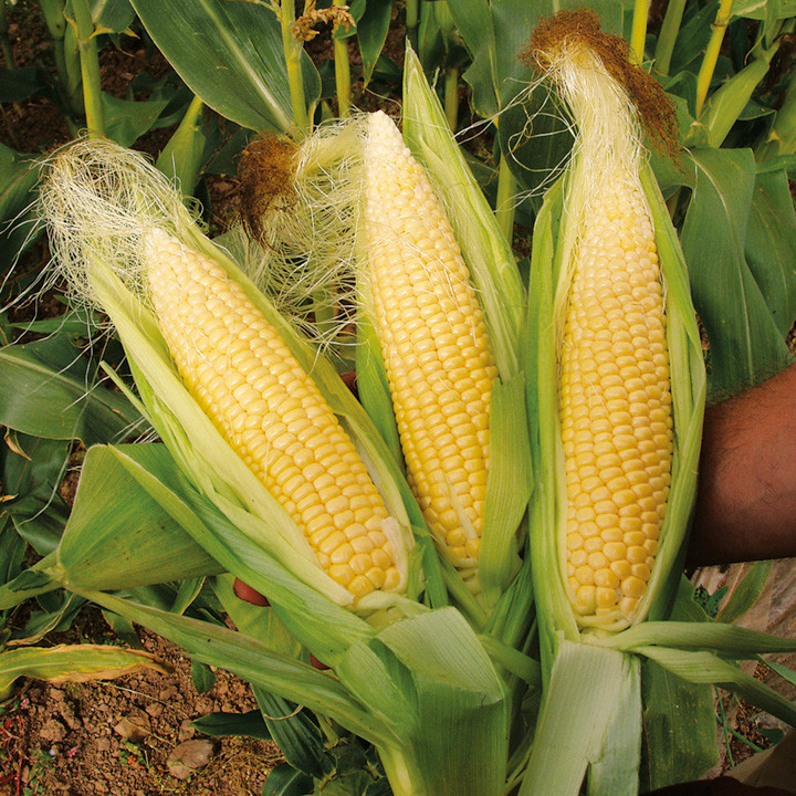 Ready 300 BENIH BIBIT JAGUNG MANIS MADU