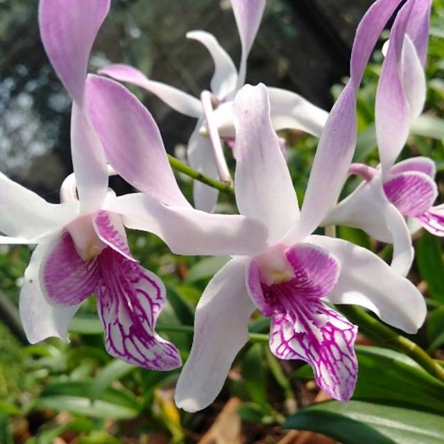 Anggrek dendrobium caesar warawan