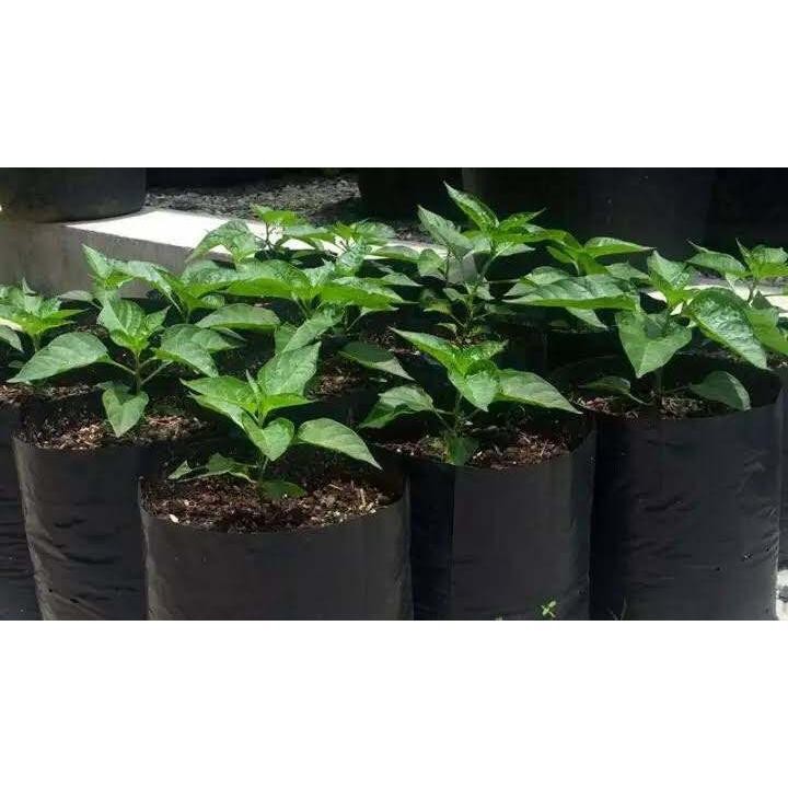 Polybag tanaman ukuran 10x10 isi berat 1kg / polybag semai tanaman ukuran 10x10 berat 1kg polybag ga