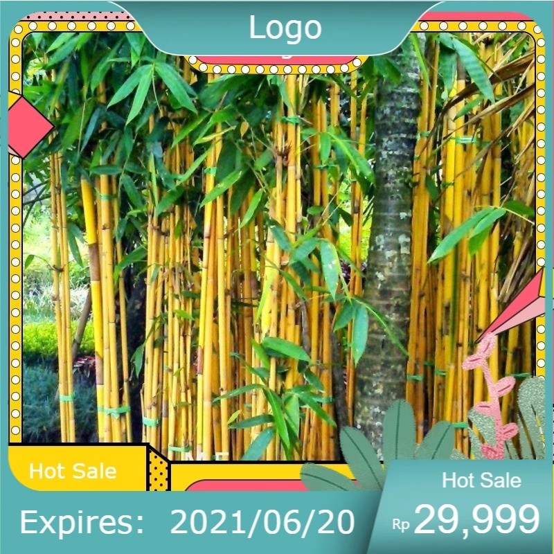 BIBIT BAMBU KUNING ASLI TANAMAN HIAS BAMBU KUNING