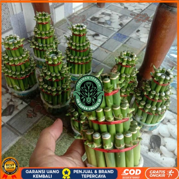 TANAMAN HIAS BAMBU HOKI/BAMBU REJEKI/ BAMBU HOKI MINI REALPICT Bibit Tanaman Valid UD SUPER UNGGUL I