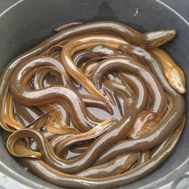 

Belut Rawa/sawah ukuran sedang - besar 500 Gr