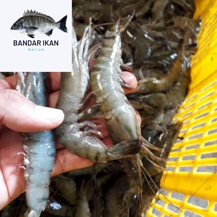 

Udang Windu size 80/90 Ekor Udang Segar Fresh Dan Berkualitas