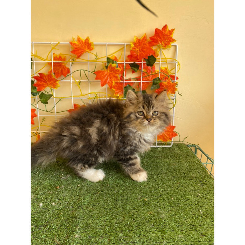 Kucing Persia Medium Flatnose Agrosecat