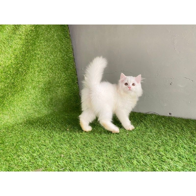 Promo diskon 65% kucing persia Longhair jantan dan betina bulu halus dan lebat