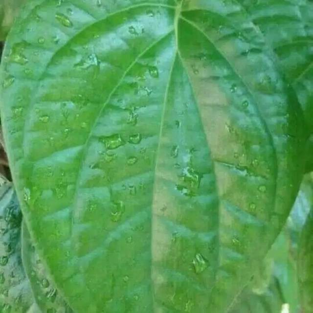 

HAFIKA Daun Sirih Segar Langsung di petik Dari kebun Alami Di petik ketika ada yg order