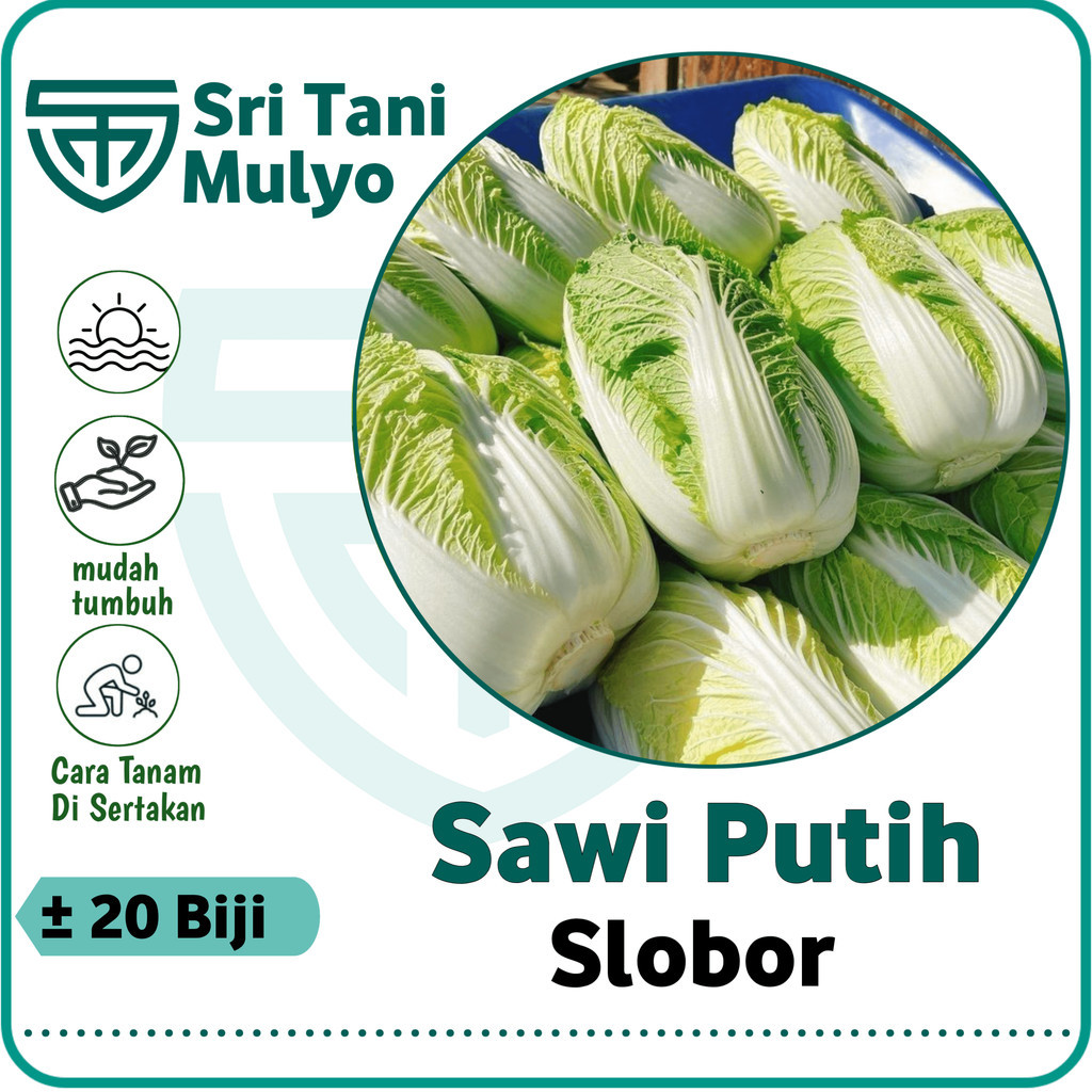 20 Biji Benih Sawi Putih SLOBOR F1 Import Quality Seed, Bibit Sayuran Benih Sayuran - Sawi Putih Hib