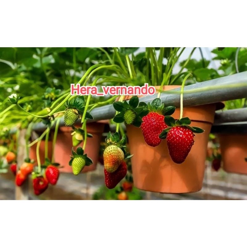 Bibit Strawberry Jumbo Manis cepat berbuah