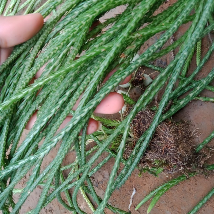 kumpai ekor tikus langka