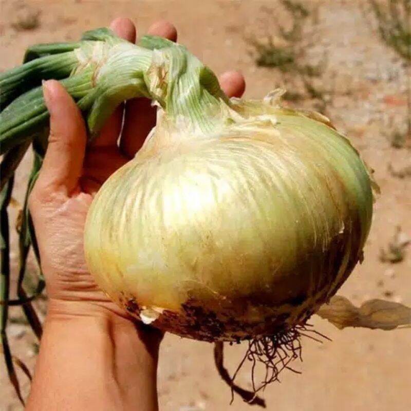 10 BENIH BIBIT BAWANG BOMBAY