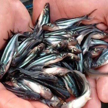 bibit ikan patin hitam - bibit ikan patin albino - ikan konsumsi air tawar - ikan hias patin ikan pa