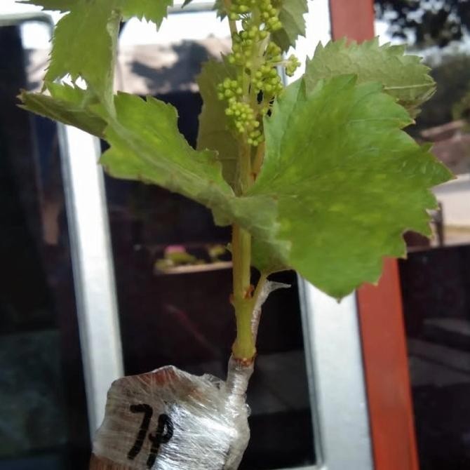 Bibit Anggur Impor Jupiter Grafting Sudah Berbunga Aalahan
