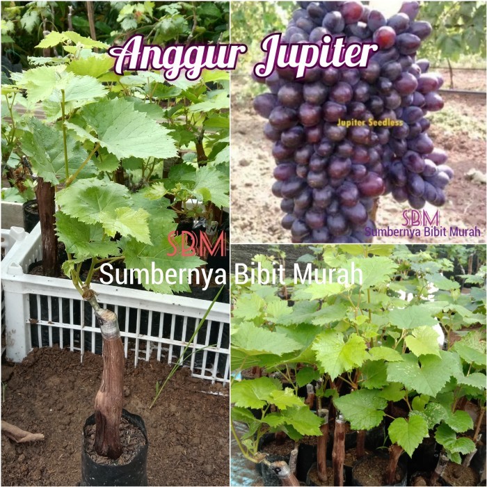 Bibit Anggur Jupiter - Anggur Impor Jupiter grafting