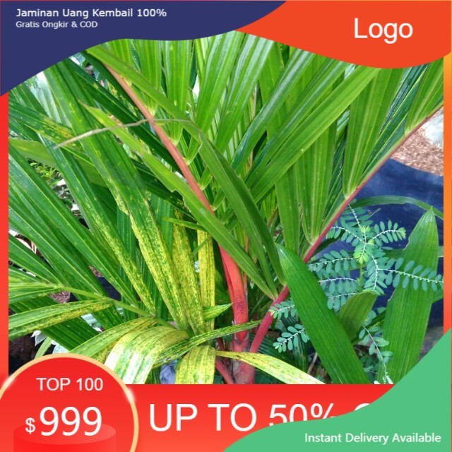 Bibit tanaman hias palem merah rimbun