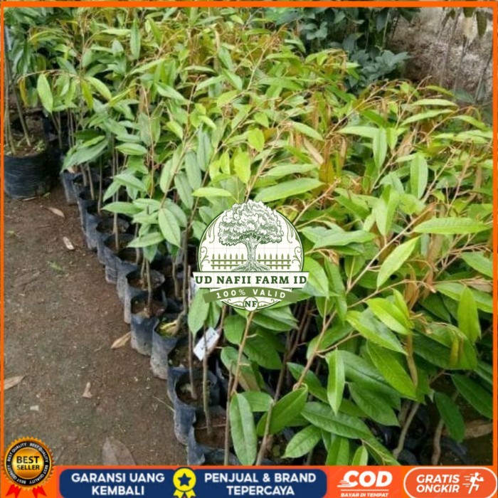 Bibit Durian Matahari Okulasi Unggul Super Cepat Berbuah UD NAFII FARM ID