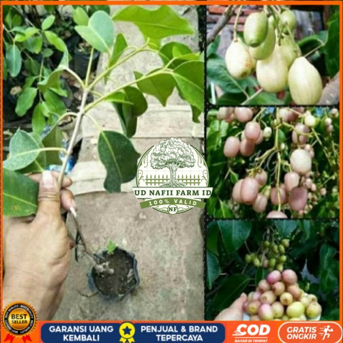 BIBIT JUWET PUTIH TANPA BIJI OKULASI/ BIBIT TANAMAN JUWET PUTIH UNGGUL Bibit Tanaman Super Unggul UD