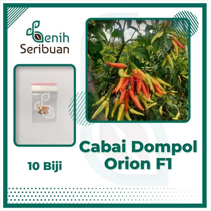 10 Bibit Cabe Rawit Dompol ORION F1 Benih Sayuran Cabai Bergerombol - RAWIT F1 DOMPOL
