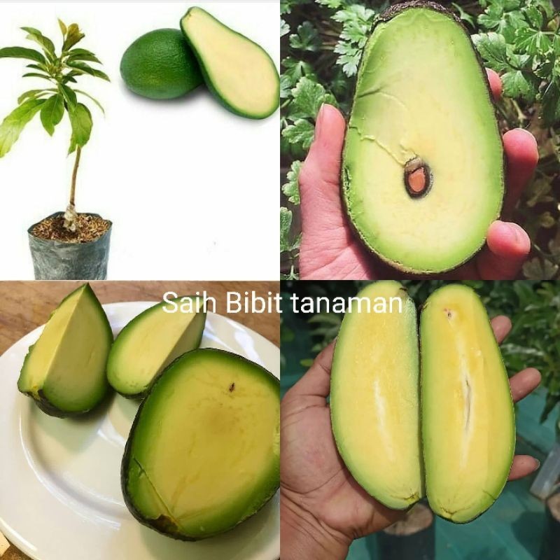 BIBIT ALPUKAT TANPA BIJI OKULASI CEPAT BERBUAH