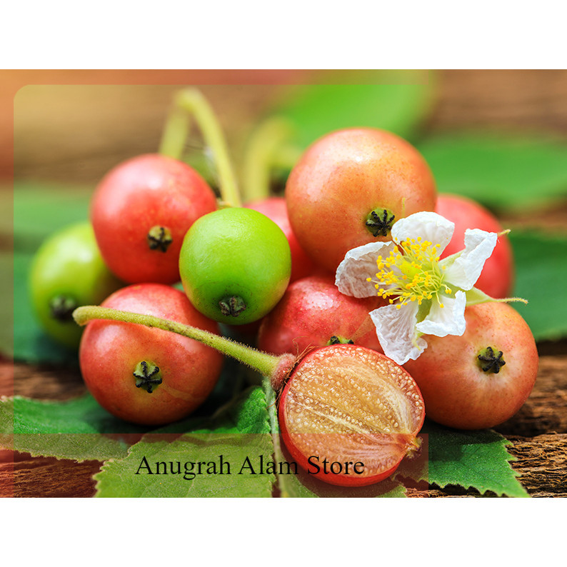 

terlaris Buah Kersen/kersem