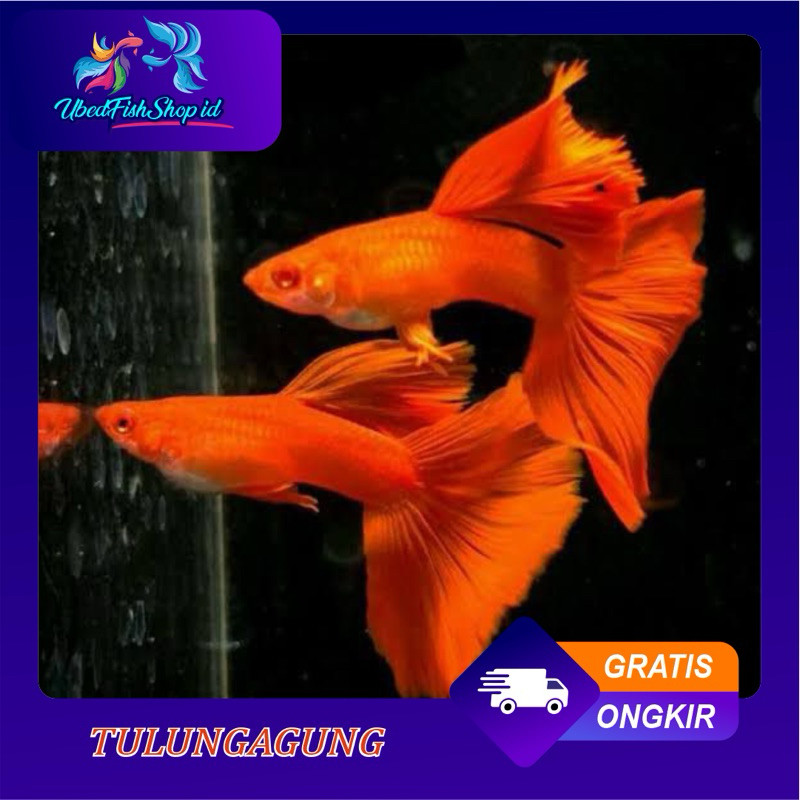 redy aquarium guppy afr mata merah sepasang siap kirim sampai tujuan