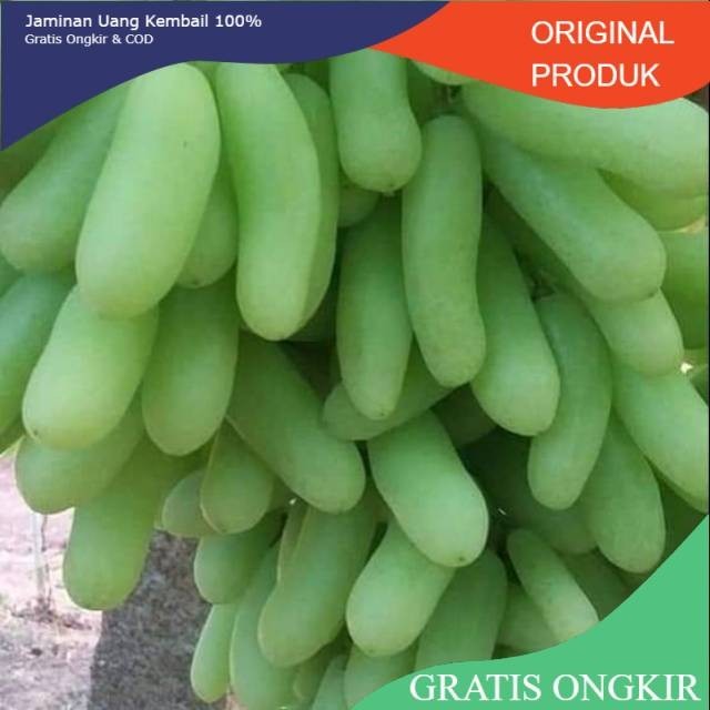BIBIT ANGGUR IMPORT BANANA