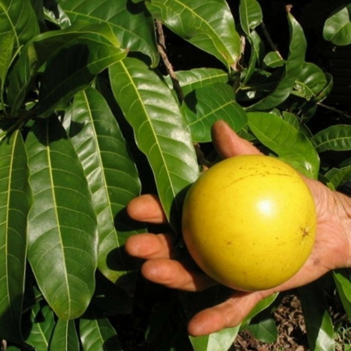Bibit Tanaman Buah Sawo Abiu Australia Jumbo Asli Premium