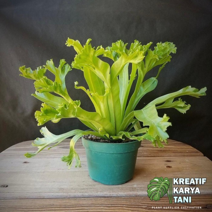 Tanaman hias kadaka tanah tanduk rusa - Kadaka tanduk rusa