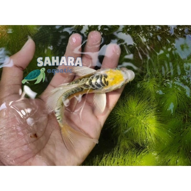 Promo  pemanis aquarium TERLARIS paket 10 ekor koi metalik slayer sisik naga size 8-10 cm bergaransi