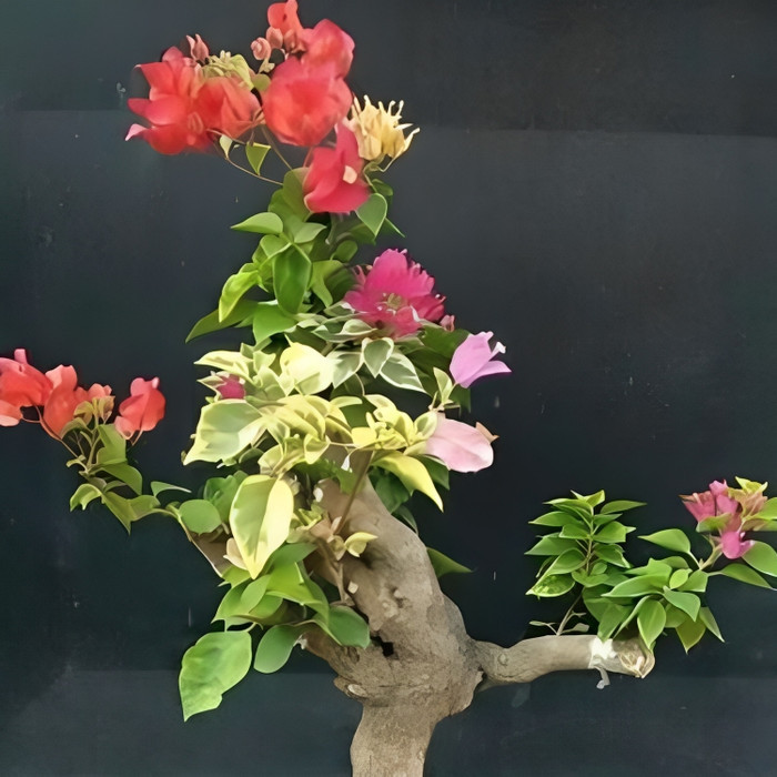 TANAMAN HIAS BUGENVIL BUNGA KERTAS//BONGGOL BESAR 3 WARNA