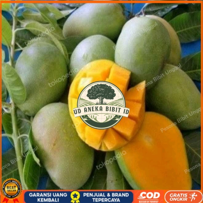 Bibit Mangga Harum Manis Probolinggo Tinggi 2 Meter Batang Besar Bibit Tanaman Super Unggul UD ANEKA