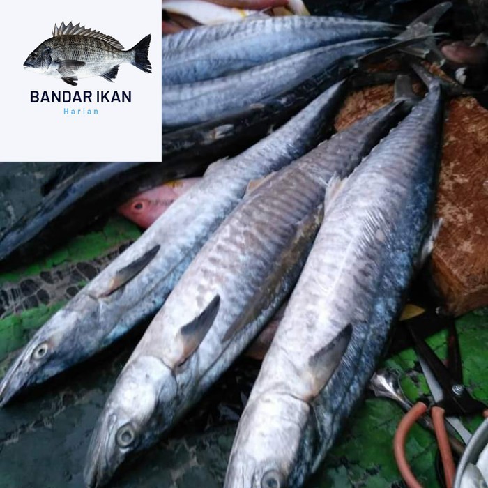 

Ikan Tenggiri Jantan Segar Fresh Dan Berkualitas