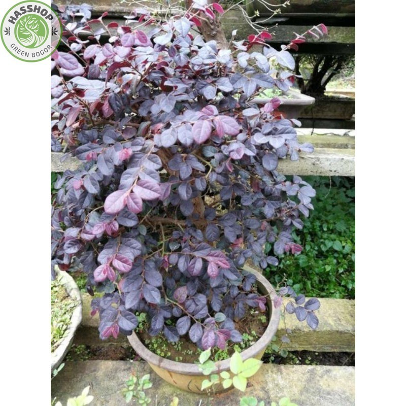 Bahan Bonsai Serut Merah, Loropitalum, Bibit Bonsai Murah