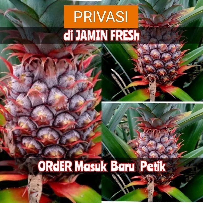 

NANAS MUDA/NANAS PELANCARHAID/NANAS HERBAL