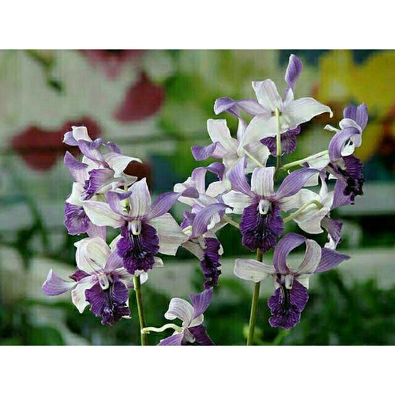 ANGGREK DENDROBIUM INDONESIA RAYA BLUE