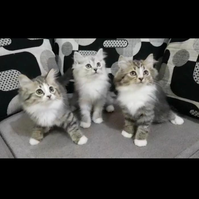 jual kitten persia anak kucing angora anggora lucu flatnose
