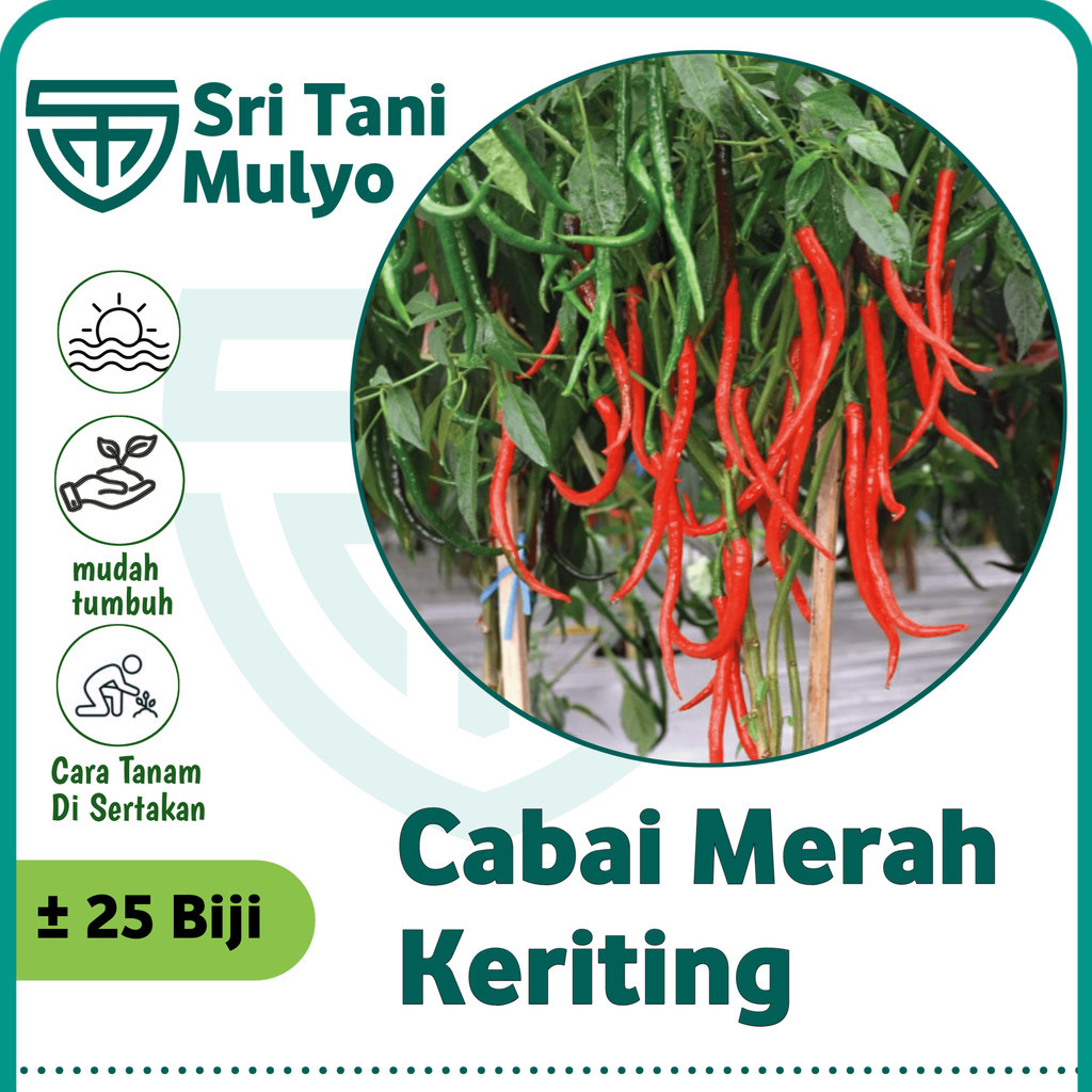 25 Biji - Benih Cabe Cabai Keriting Unggul -GALIH F1 bibit unggul tahan penyakit cabe/cabai kriting